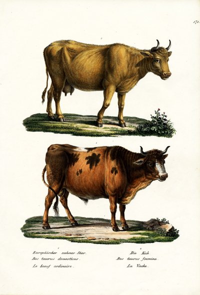 Cattle by Karl Joseph Brodtmann
